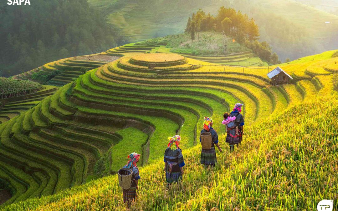 Voyage Organisé au Vietnam